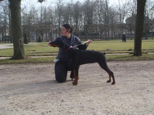 statique d'un Dobermann